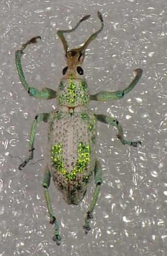 Compsus argyreus